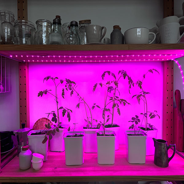 Фито комплект свд ленты 2м 15Вт 16мкмоль/c фиолетовый IP65 Uniel+адаптер для рассады и растений